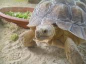 Hermann 's tortoise